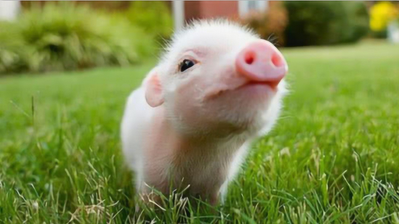 守株待兔死脑筋打一肖